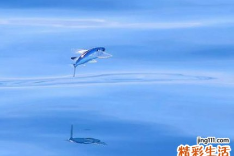 梦境解析，与友共赏奇景，小鱼跃水飞天