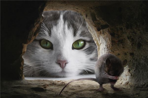 梦见猫抓老鼠，探索梦境背后的深层含义与心理启示