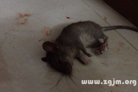 梦境解析，梦见家里有只大老鼠被自己的车碾死的深层含义