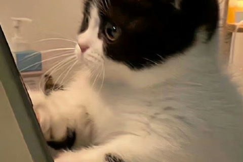 梦境解析，我昨天晚上梦到的黑白颜色猫
