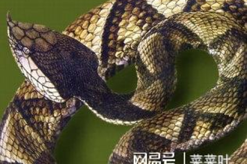 梦见蛇变化为人，探索梦境中的神秘象征与深层含义