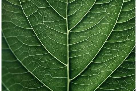 父母梦见儿子被蛇咬，梦境背后的深层预示与解析