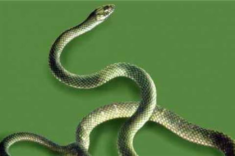 解析梦境中的蛇,频繁梦见蛇群或击杀巨蛇的深层含义与预兆 解析梦境中的蛇,频繁梦见蛇群或击杀巨蛇的深层含义与预兆