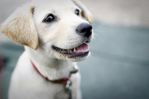 周公解梦，梦狗丢失与群犬欲咬的深层含义