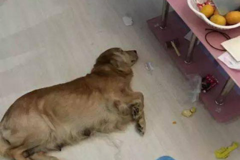梦见一条狗跑过来我捡石头打它，解读梦境中的冲突与自我防御