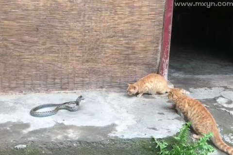 梦见蛇，在旧居床底喂养狗与蛇的奇异梦境解析