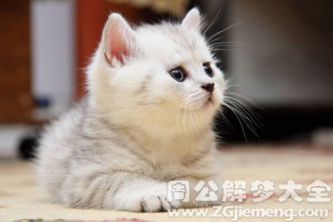 梦见2只白色的猫急求解啊，梦境中的神秘象征与心灵深处的启示