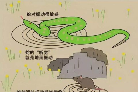 梦境中的奇遇，怀孕蛇的追逐与自我觉醒