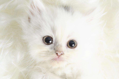 梦见白色的猫头上有血，解析梦境背后的深层含义