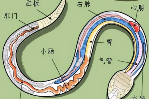梦见蛇在水里追着咬自己，潜意识的警示与内心冲突的解析