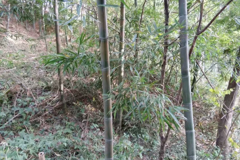 梦境中的奇异景象，梦见坟墓前老婆拉屎的深层解读
