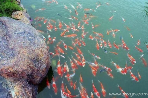 梦境解析，梦到一杆钓到4条鱼，寓意何在？