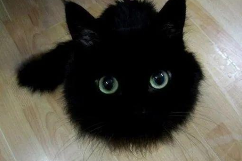 揭秘中午梦境中的神秘访客，黑猫在梦中的寓意与解析