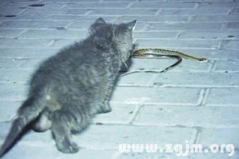 梦境解析，梦见捡了蓝灰色小猫，最终猫秃了