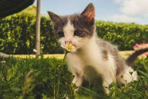 周公解梦梦见猫，探索梦境中的神秘猫科动物