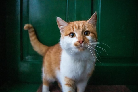 我梦见被一只白色的猫咬了两次，梦境背后的深层预示与解析