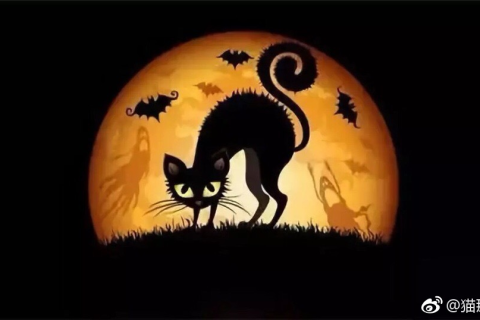 周公解梦猫，解读梦境中的神秘猫影