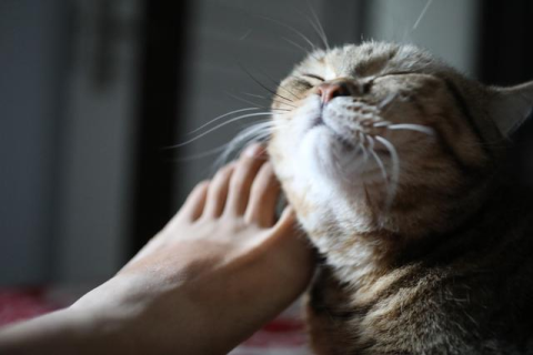 做梦梦到猫代表什么，探索梦境中的神秘访客