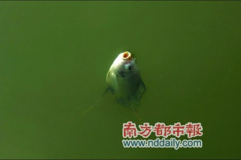 梦见别人给我鱼可是我拿到手上却是死鱼，梦境背后的深层含义与解析