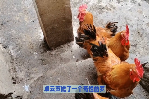 梦见公鸡，解读梦境中的预兆与启示