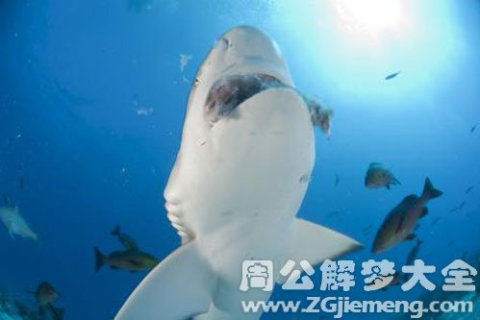 梦见吃鱼，探索梦境背后的深层含义与启示