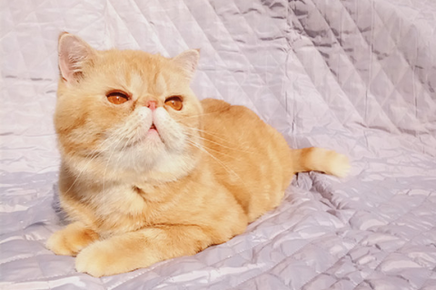 男人梦见被猫咬，潜意识中的警示与内心冲突的解析