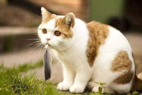 梦见俩只猫，白黄相间的猫与纯黑色又大又胖的猫