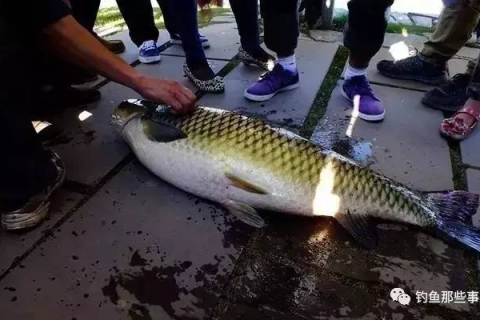 梦境解析，钓大鱼、遇龟甲鱼的深层含义