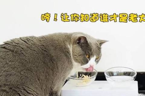 孕妇梦境中的猫群挑战，探索梦境背后的深层含义