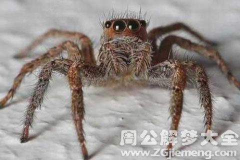 梦见了蜘蛛把我给咬死了，梦境背后的深层寓意与解析