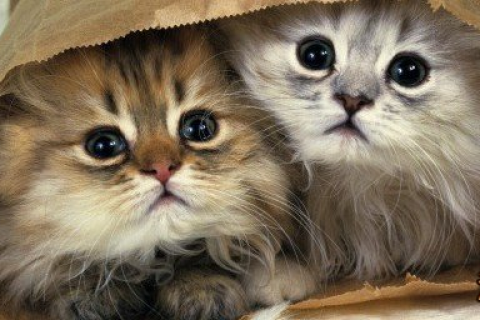 做梦梦到猫，探索梦境中的神秘访客