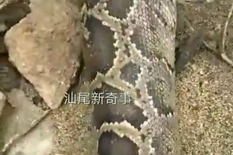请高手解梦，蟒蛇头发