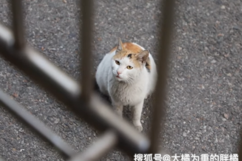 已婚女人梦见白猫，梦境背后的深层含义与心灵启示