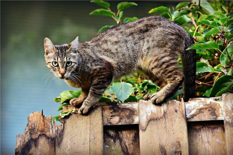 梦见一群猫追，探索梦境背后的深层含义
