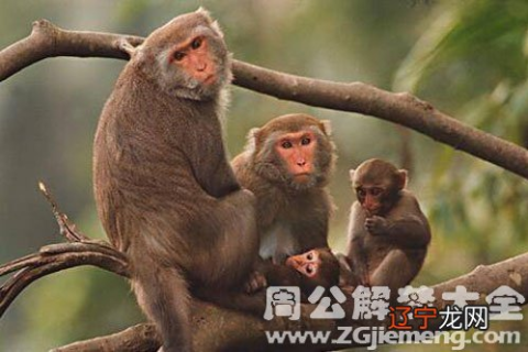 梦到猴子，是凶兆么？解读梦境中的神秘生物