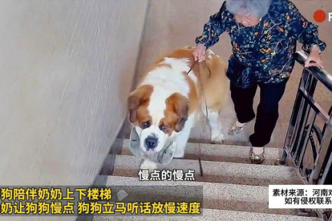 梦境中的恐惧与启示，梦见梯子下有两条狗，我在梯子上不敢下