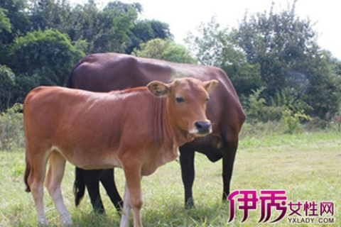 我老婆怀孕了梦见过牛，寓意何在？解读孕期梦境中的神秘信号