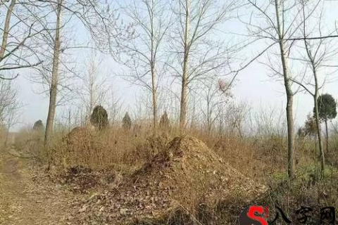 梦见坟墓上长青草还有树开会，解读梦境中的生命与重生