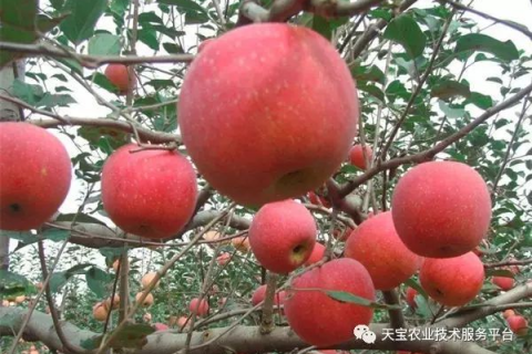 梦见摘苹果，是吉兆还是巧合？
