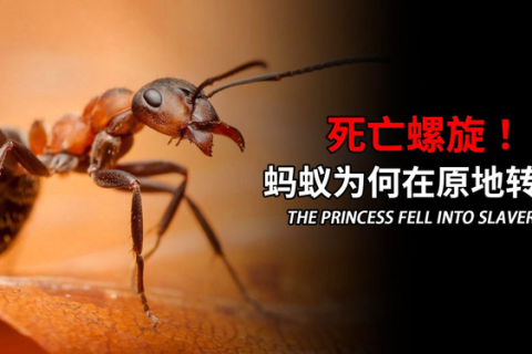 梦见蚂蚁死掉，解读梦境中的象征与启示