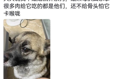 梦见狗咬老公的手不放，梦境背后的深层解析与心理启示