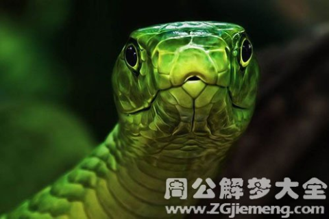 孕妇梦到了蛇，梦境背后的深层含义与解读