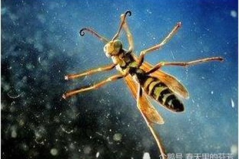 梦见蜘蛛预兆什么，探索梦境中的神秘信号