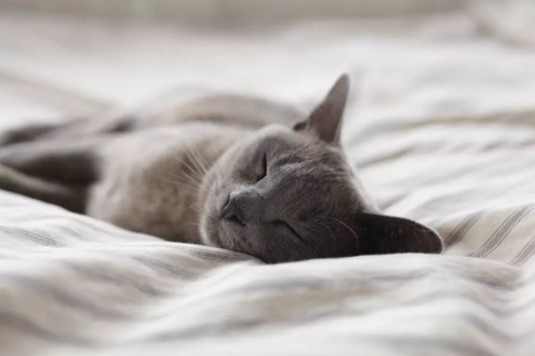解读梦境，昨天晚上梦见猫，探寻潜意识的秘密