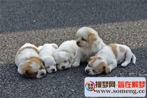 周公解梦梦见狗，解读梦境中的忠诚与警觉
