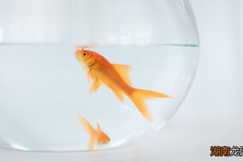梦境解析，探索梦见金鱼的深层含义