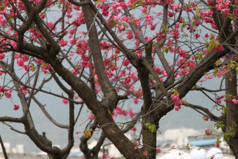 梦见桃花盛开，走桃花运的预兆