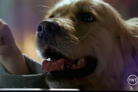 梦境交织，与灵犬的邂逅与鼠辈的终结