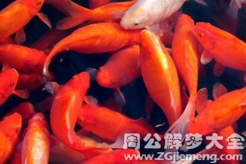昨晚梦见我捉到一条红色的大鱼，梦境的奥秘与心理解析