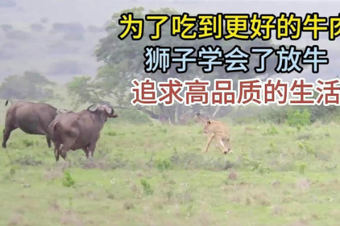 梦见被白色的牛追，探索梦境背后的深层含义